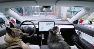 Microchip lookup for owner contact information. Cars N Canines Why Dog Mode Is Not Just For Tesla Owners Auto Futures