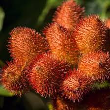 Image result for Bixa orellana