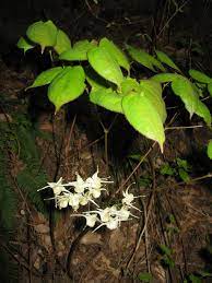 Vitamin e is a compound that plays many important roles in your body and provides multiple health benefits. Epimedium Grandiflorum Var Koreanum Wikispecies