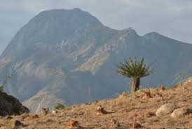 Image result for Agelanthus patelii