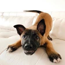 Belgian malinois are loving and patient with the children from their own family. You Wanna Play Rarepuppers Malinois Dog Malinois Puppies Belgian Malinois Puppies