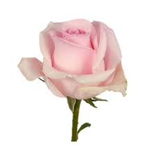 Download the perfect flower image on burst. Single Pink Rose