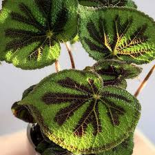 Image result for Begonia meyeri-johannis