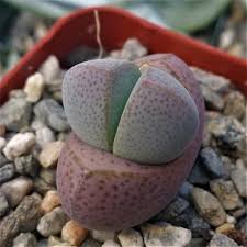Dinteranthus Dinterantus Microsperma Cactus Cacti Real Succulent Plant Succulents Cacti And Succulents Plants