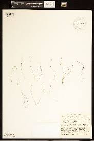 Image result for Lipocarpha micrantha