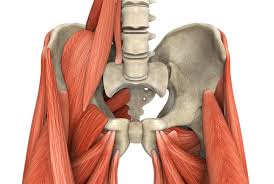 ƒ hyperflexion of the hips in lithotomy position or. Yoga Teacher Central Anatomy For Yoga Teachers Hip Muscles