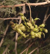 Image result for Dichrostachys