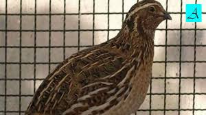 Cukup 3 Menit Burung Puyuh Bakal Buka Paruh Dan Gacor Youtube