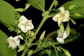 Image result for Kraussia floribunda