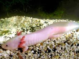 Bildergebnis für axolotl