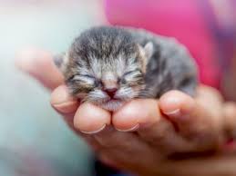 Ini fakta unik tentang kucing. Fakta Unik Soal Anak Kucing Yang Baru Lahir Kenapa Matanya Selalu Tertutup Indozone Id