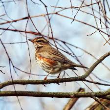 Birds That Lay Eggs On The Ground Uk A Beautiful Redwing Turdus Iliacus On The Look Out For Berries Did You Know They Are The Smallest Thrush In The U Backyard Birds Bird Garden Birds