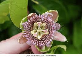 Image result for Passiflora quadrangularis