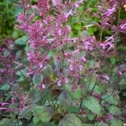 Buy any 3 perennial plants or bulbs & save 20%. Agastache Bolero Giant Hyssop Hummingbird Mint Anise Hyssop Care Plant Varieties Pruning Advice