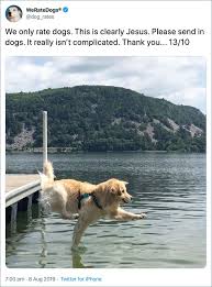 20 Times People Failed To Send Dog Pics To We Rate Dogs Twitter In 2020 We Rate Dogs We Rate Dogs Twitter Cute Funny Animals