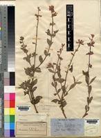 Image result for Syncolostemon welwitschii