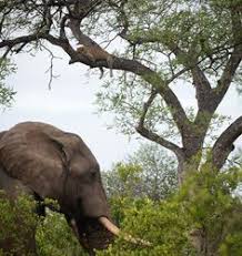 Then someone had the bright idea of setting up elephant sanctuaries where the animals could be so, very sadly, the design the elephant is making is not hers but his. 14 Marula Ideas
