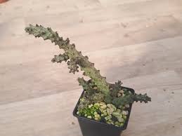 Image result for Ceropegia monteiroae