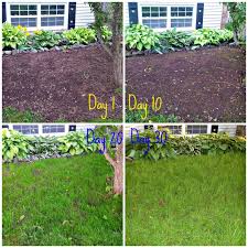 What steps do i need to take in order to fulfill. Lessons Learned Growing Grass From Seed Growing Grass From Seed Growing Grass Planting Grass