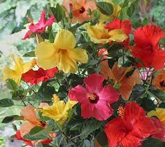 Punch Up Your Patio Pool Or Deck With This Vibrant Hibiscus Tree Qvc Com Hibiscus Tree Hibiscus Tropical Garden Design