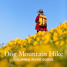 You'll see washington and oregon cascade peaks such as mount hood and mount st. Dog Mountain Hike Washington Best Wildflowers Near Portland Oregon