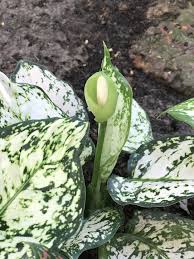 Image result for dieffenbachia flower
