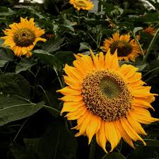 Bunga matahari dipercaya sebagai simbol keberuntungan. Jihuuuyyy Jihuuuyyy Di Pinterest