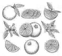 Black And White Outline Orange Clip Art Hand Drawn Orange Blossom Citrus Orange Fruit On Branc Vintage Ink How To Draw Hands Ink Sketch Fruits Drawing