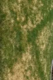 Augustine lawn when grass is actively don't fertilize too late in the fall when the grass stops actively growing. 4 Ways To Revive A Lawn In 2020 St Augustine Grass Dead Grass Grass