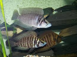 Altolamprologus Calvus 6 Mildy Aggressive Tanganyikan Cichlid 3 Color Variations Pictured Black White And Yel African Cichlids Cichlids Freshwater Fish