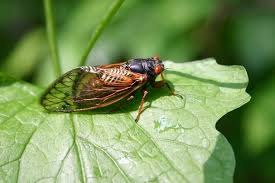 This year will mark the. Cicadas Are Coming To Pennsylvania In 2021 When Will They Emerge Will They Kill My Plants Life Culture Lancasteronline Com
