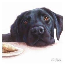 For the twenty seventh straight year, the nation's largest purebred dog registry has ranked labradors as the most popular breed in the country. Labrador Retrievers At Christmas Watercolour Black Labrador Retriever Ref 57491 Labrador Retriever Black Labrador Dog Black Labrador Retriever