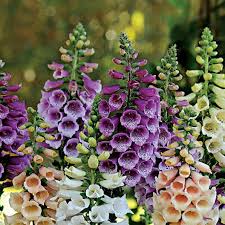 Tubular flowers attract bees and hummingbirds, are excellent for cutting. Foxglove Seeds Foxy Mix Flower Seeds In Packets Bulk Eden Brothers