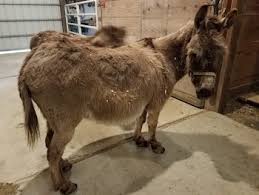 Get custom gifts, products & decor. How Much Does Owning A Mini Donkey Cost Mini Donkey University