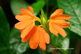 Image result for Crossandra pyrophila