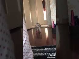 Aldatan Kedi Youtube Komik Kediler Kedi Youtube