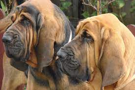Read more about this dog breed on our bloodhound breed information page. Bloodhound Puppies For Sale From Reputable Dog Breeders