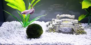 Marimo Moss Ball Betta Fish Benefits Care Bettafish Org Marimo Moss Ball Marimo Moss Marimo Moss Ball Aquarium
