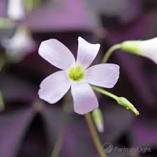 We did not find results for: Cress Microgreens Edible Flowers Herbs Baby Leaves Farm Delight