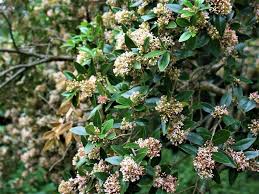 Image result for Olinia rochetiana