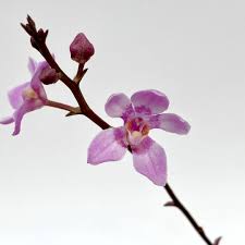 Image result for Schizochilus