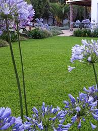 Agapanthus By The Lawn Landscaping Around Deck Agapanthus Plants