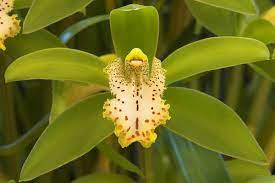 Award Photos 2010 Orchid Council Of New Zealand Inc Orchids Rare Flowers Orchid Flower