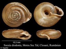 Image result for Kotschya stolonifera