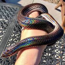 Sunbeam Snakes Pet Snake Rainbow Snake Pretty Snakes