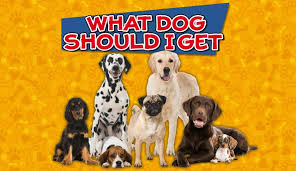Jenna stregowski, rvt has worked in veterinary medicine for more than two decades. What Dog Should I Get Quiz Suggestion Based On 20 Factors