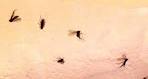 Black gnats in bathroom