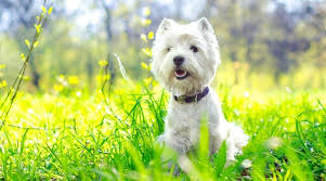 West Highland White Terrier Dog Breed Information Facts Pictures More