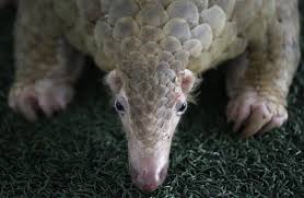 At least 12 bags of pangolin scales and leopard skin are in a police warehouse at nlonkak, a neighborhood in cameroon's capital, yaounde. Busts In Asia Reveal Scales From 38 000 Endangered Pangolins