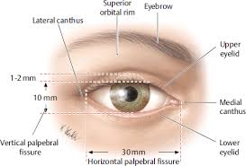 Eyelid Anatomy | Plastic Surgery Key